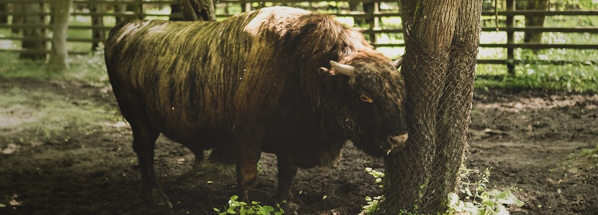 If you cycle in the Bialowieza Forest in Poland, you can see bison